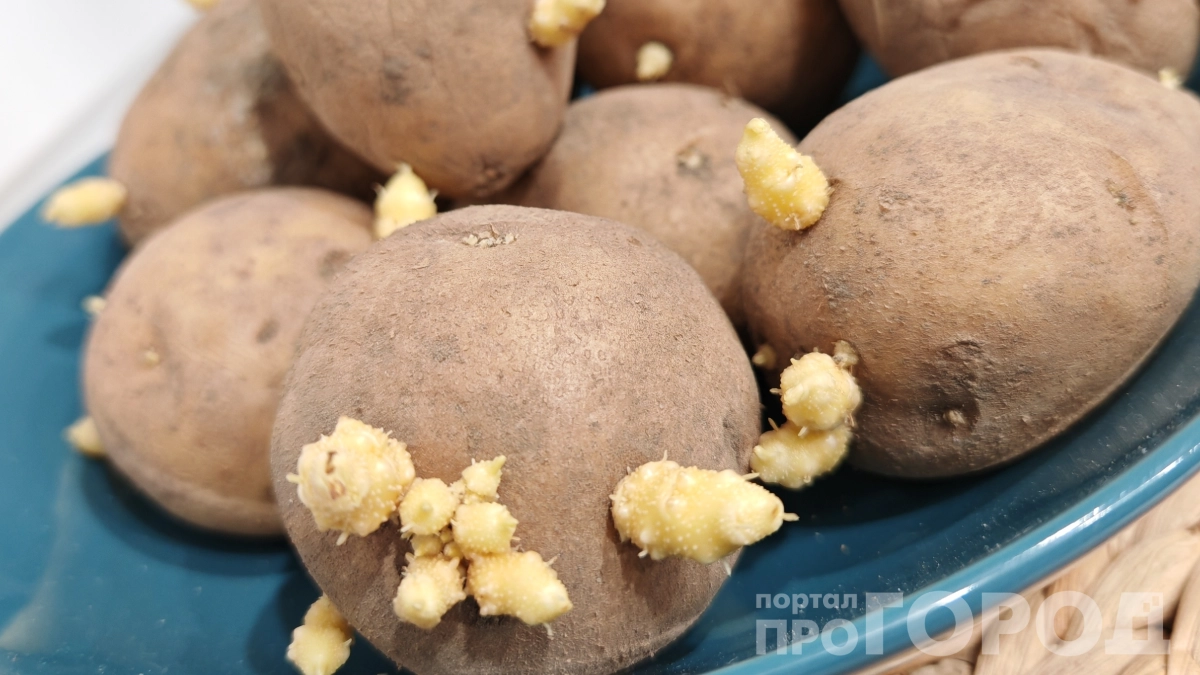 Ошибка, из‑за которой вы теряете половину урожая: как правильно проращивать картошку перед посадкой