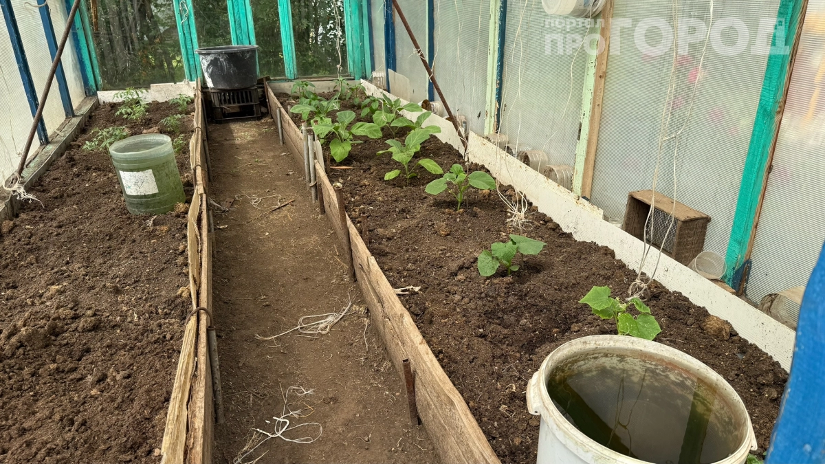 Урожай в 2 раза больше: какие удобрения внести в теплицу весной — секретная схема от агрономов