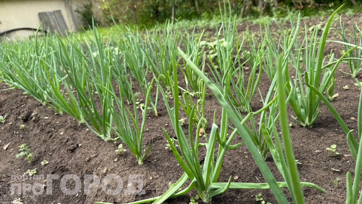 Не дайте луку уйти в стрелку: один простой приём за 30 дней до высадки — все подробности