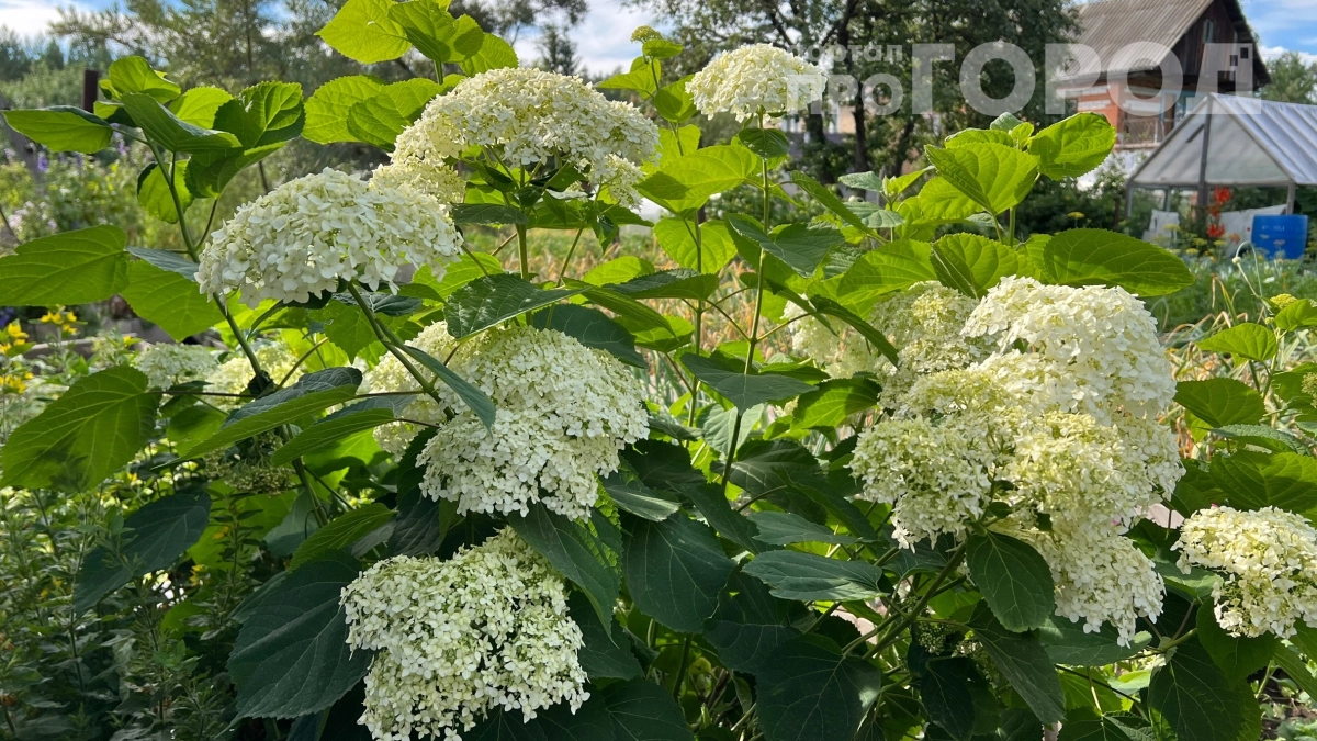 Не сжигайте ветки гортензии после обрезки: как из них вырастить десятки гортензий — метод, который работает на 90%