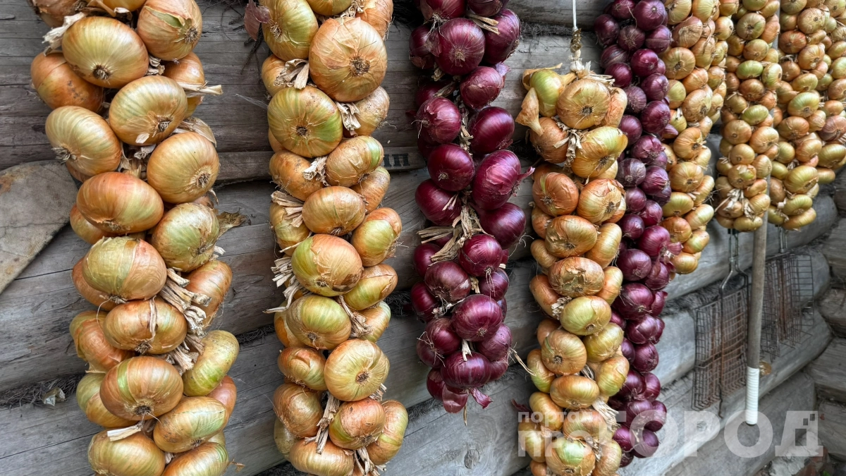 Забудьте про севок: как вырастить красный Ялтинский и гигантский лук за одно лето — список сортов