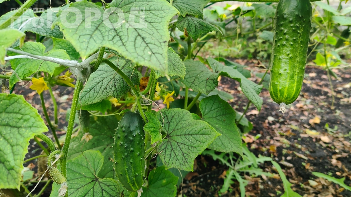 Крючковатые огурцы — не приговор: 4 причины деформации и как вернуть им ровную форму