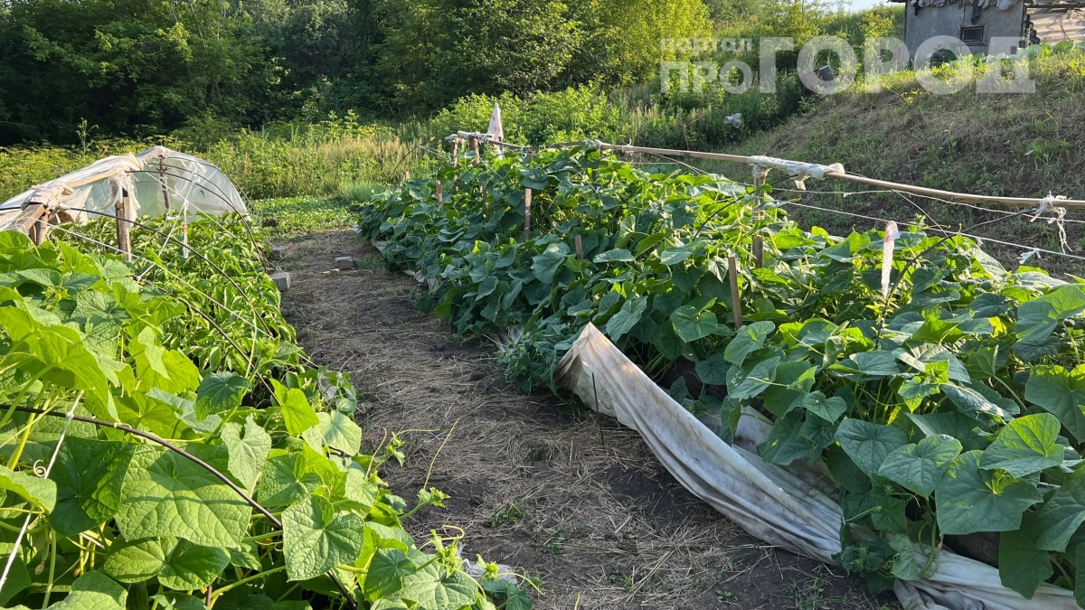 Низкие грядки больше не в моде: высокие короба и пирамиды спасут вашу спину и увеличат урожай