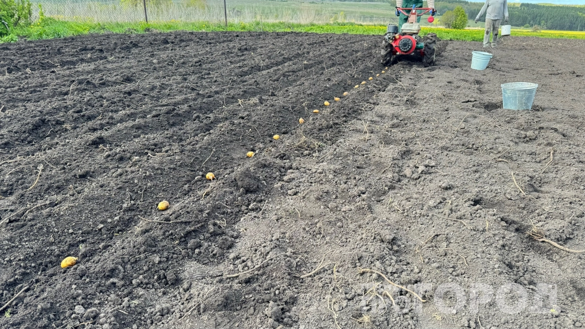 Сосед собирает картошку ведрами, а мы горстями: не в почве дело — вы сажаете болезнь