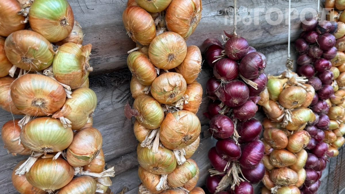 Лук как яблоко: бабушка из деревни раскрыла секрет гигантских репок — соседи в шоке
