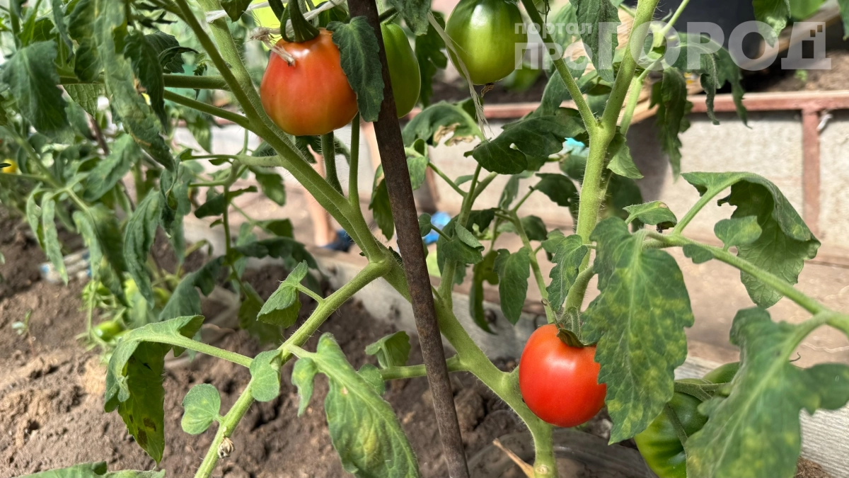 Помидоры слаще мёда: как добиться невероятной сладости — 5 рабочих приёмов для дачи