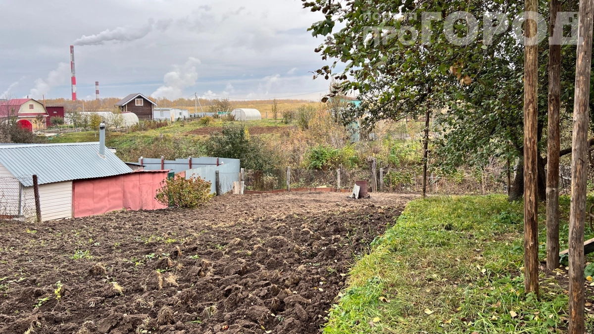Привезла эти деревья на дачу и больше не мучаюсь от сырости: что посадить, чтобы осушить участок за пару лет 