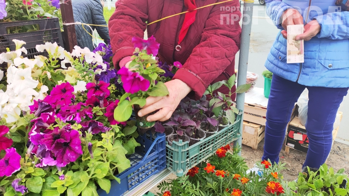 Посадил — и забыл: 5 самосеющихся цветов для ленивого садовода — они сами размножаются