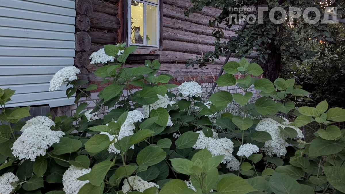 Штраф до 50 000 рублей или тюрьма: что нельзя выращивать на даче с 2026 года