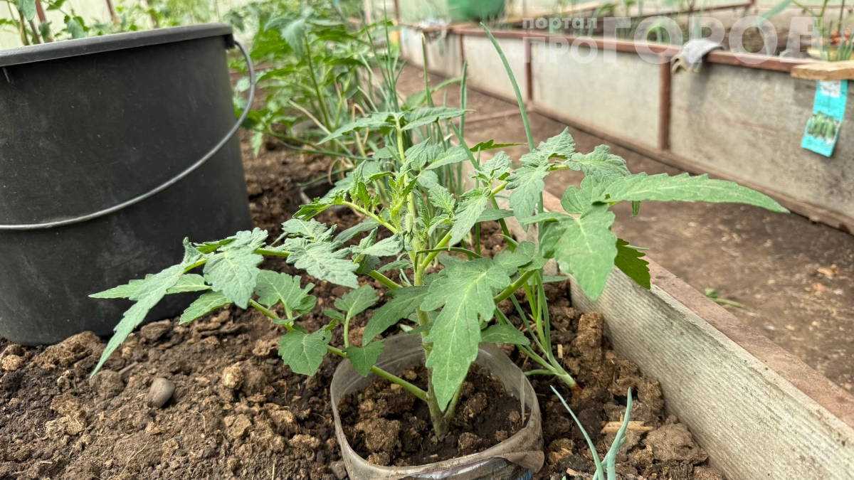 Высадил томаты в холодную землю — ждал провала, а получил сюрприз: что произошло за две недели