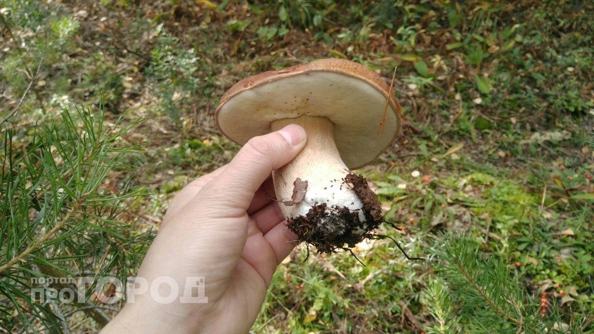 Время «тихой охоты»: лучшие грибные маршруты Краснодарского края