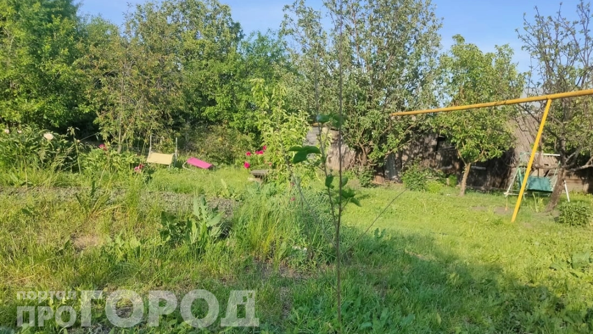 Посадил это дерево у дома — потерял газон и чуть не лишился фундамента: реальная история садовода