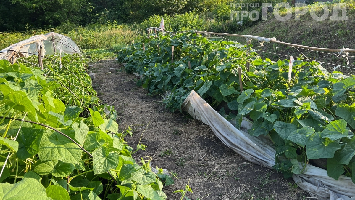 Грядка замёрзла, а сеять пора: 3 способа прогреть почву без парника — работает на 100 %