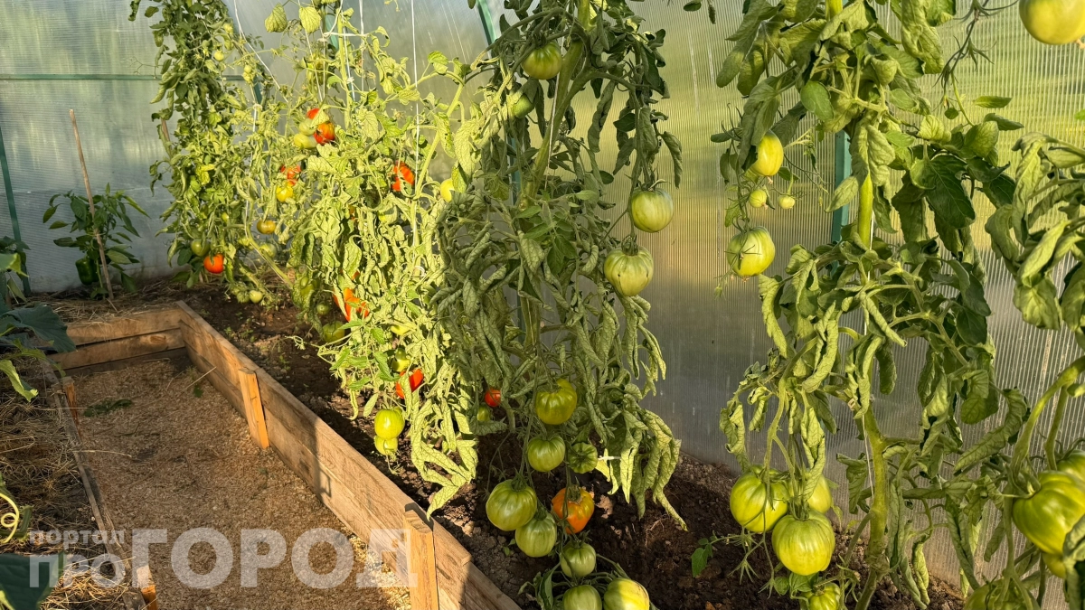 Посадил — и забыл о проблемах: 4 ингредиента в лунке для томатов, которые работают 5 лет подряд