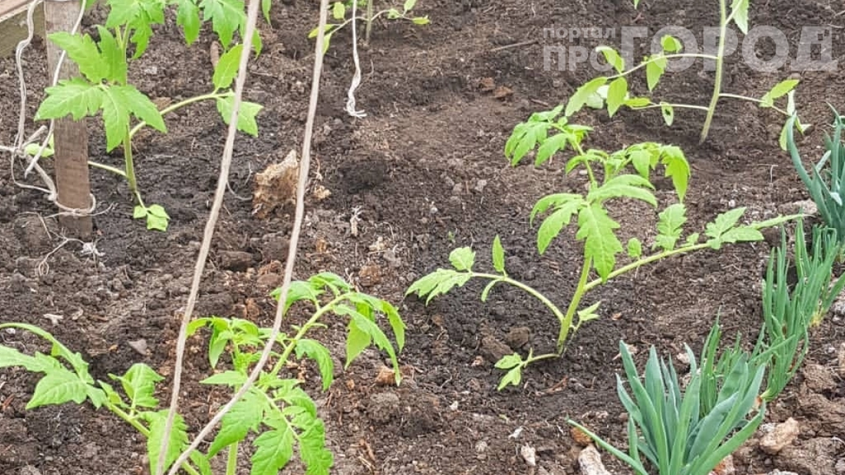 Май больше не жду: высаживаю томаты в апреле, даже в холодную теплицу — секрет крепкой рассады