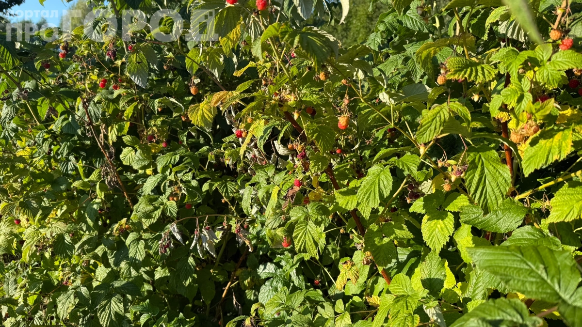 Ягоды будут, но не у вас: 5 фатальных ошибок в уходе за малиной весной — срочно исправьте