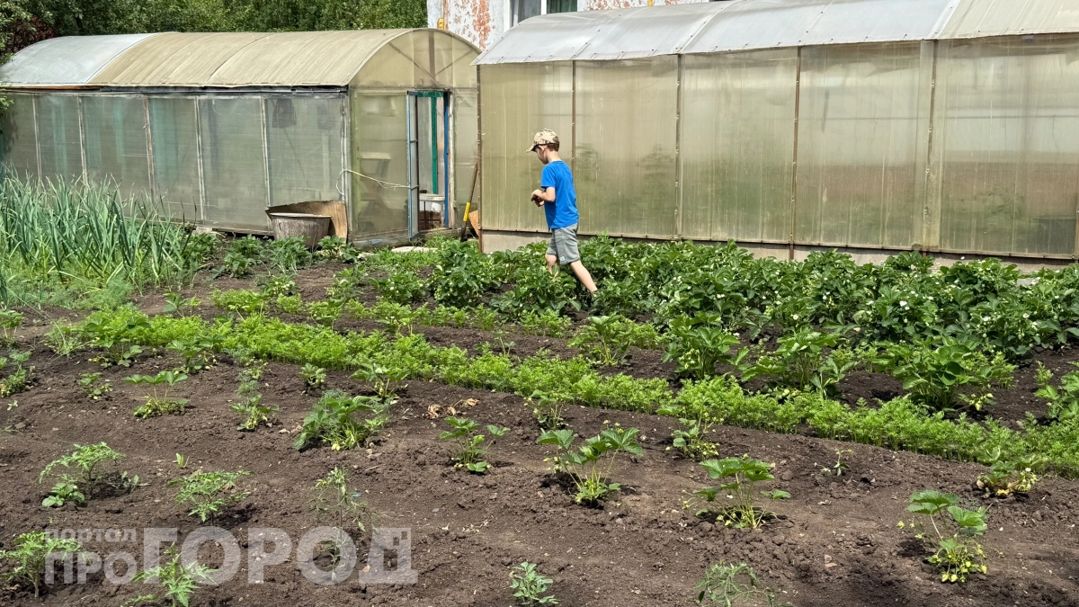 Тяпка бессильна: 5 сорняков, которые захватывают огород — как с ними бороться, пока не поздно