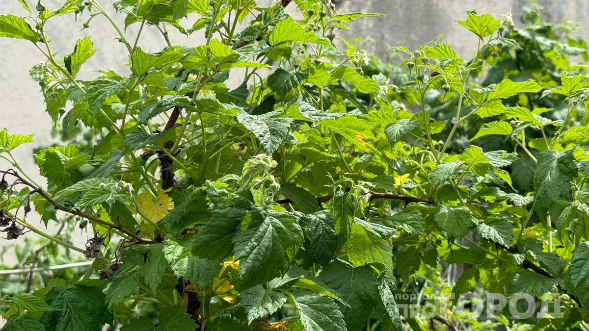 Соседка обрезает малину под корень — а потом сидит без ягод: покажу, как делаю я — урожай ведрами