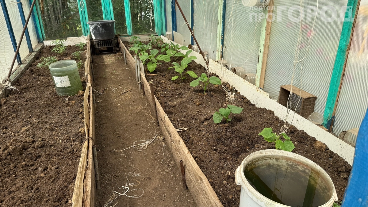 Полил и через 5 дней грядки ломятся от плодов: секретная смесь для огурцов — заставит плодоносить в 2 раза активнее