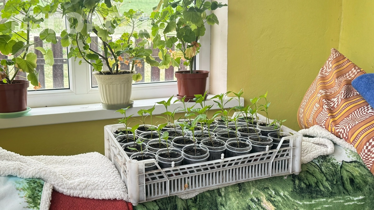 Рассада пьёт мутную воду и резко идёт в рост: делюсь рецептом чудо‑раствора и результатами