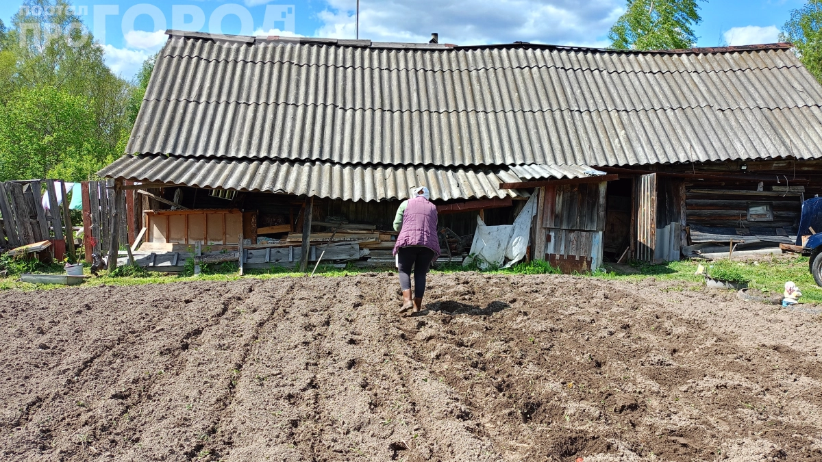 «Среда, пятница, суббота — нельзя сажать»: отказалась от примет и сажаю картофель по природным сигналам