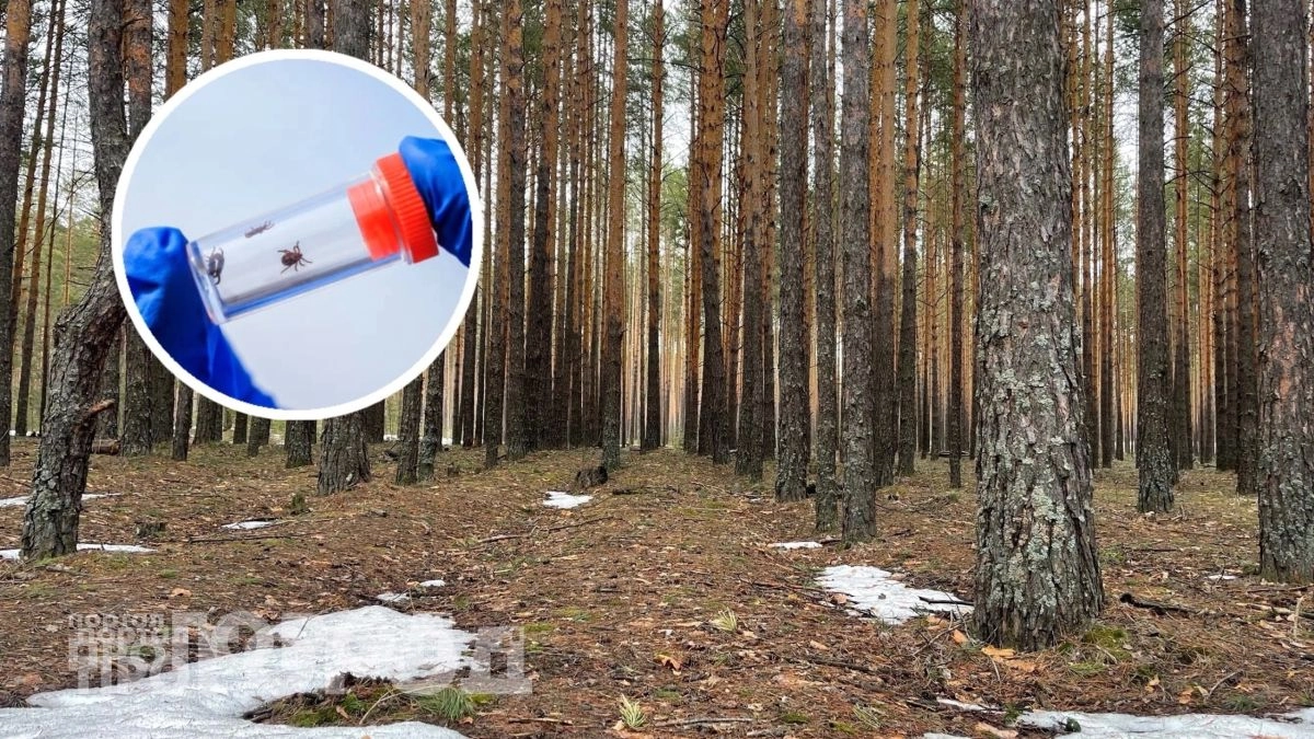 Забудьте про химию из магазинов: простая добавка в воду отпугнет клещей на весь сезон отдыха в лесу