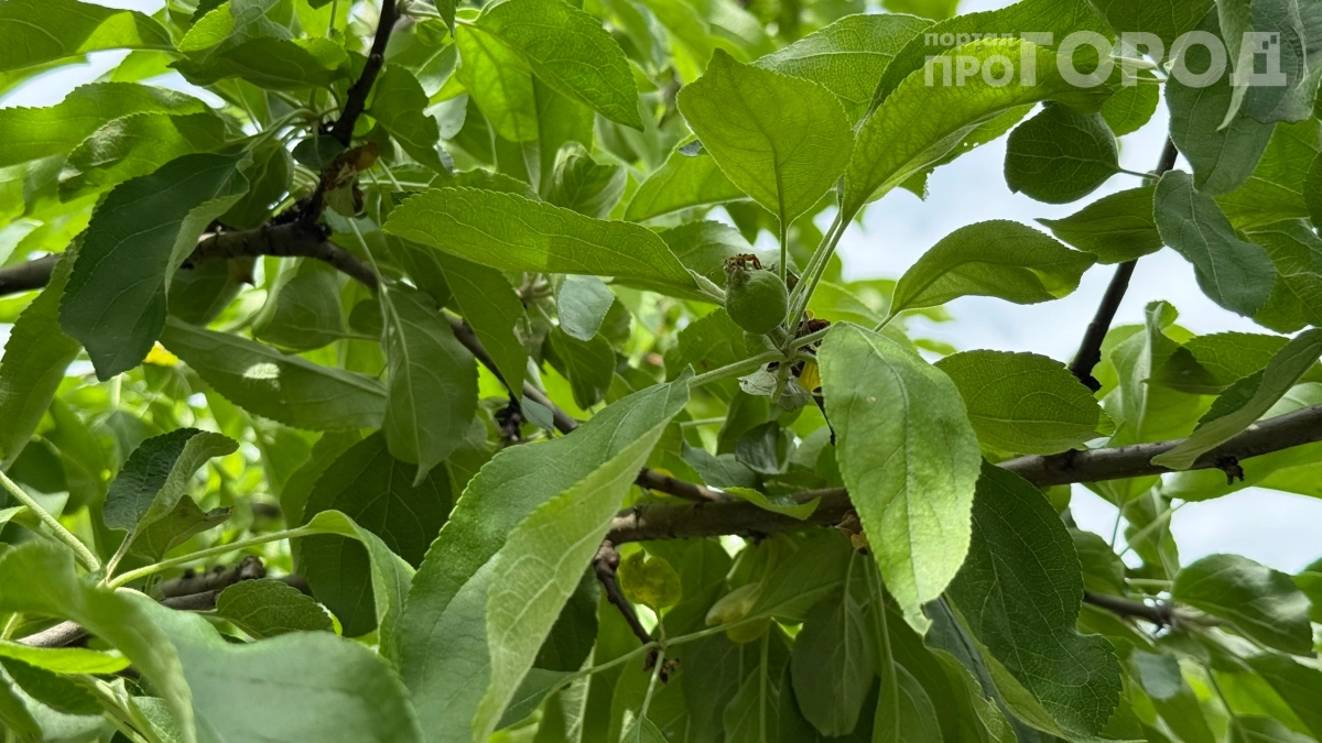 Деревья плодоносят как сумасшедшие после этого: секрет в одном цветке у ствола