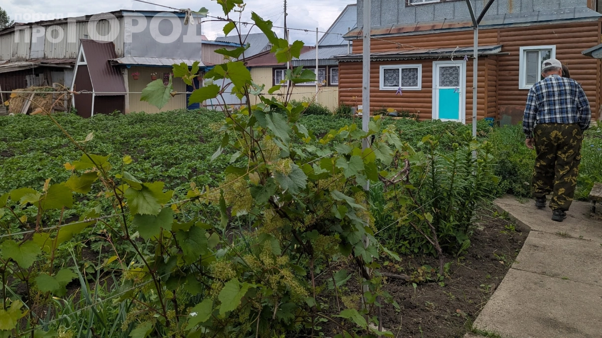 Застелил дорожки старым ковром и пожалел: слизни, гниль и траншеи — сосед лишь посмеялся надо мной