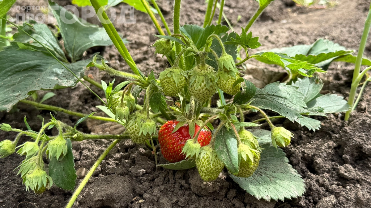 Соседка собирает вёдра, а я кислые мелочи: почему чем больше труда весной, тем хуже результат