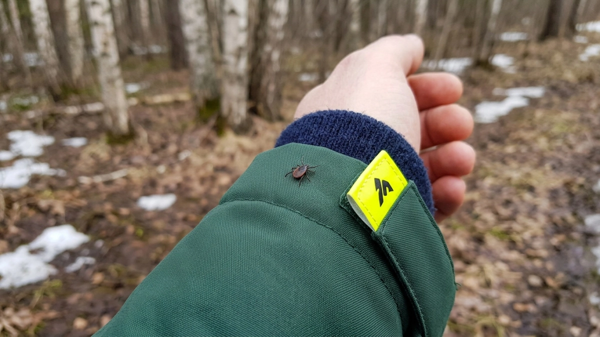 Клещи вас больше не тронут: три домашних средства, которые работают лучше химии — вы удивитесь, что лежит у вас в шкафу