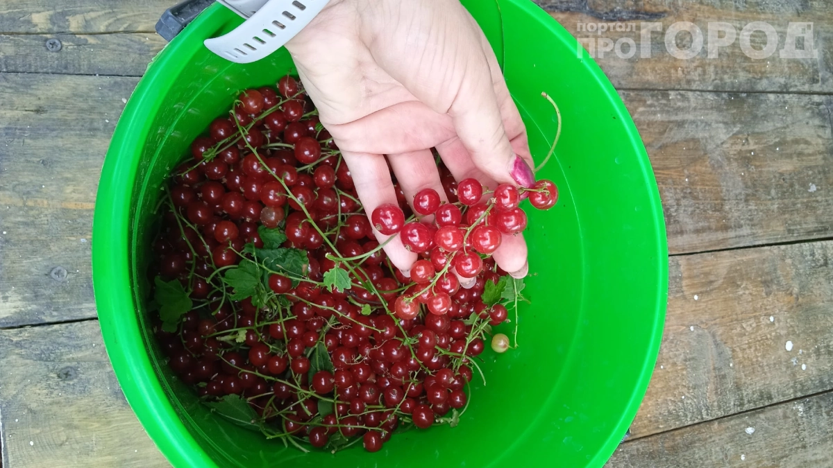 Этот настой заставит смородину плодоносить как в сказке: один ковш — и ветки ломятся от ягод, соседи обзавидуются