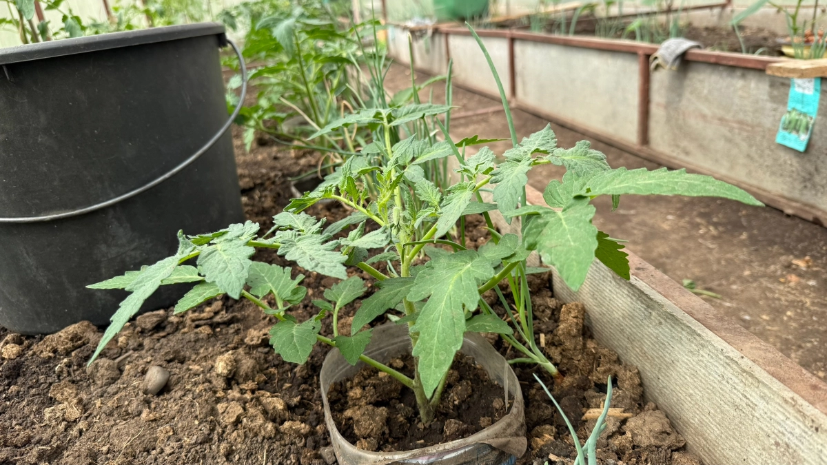 Забыл про капельный полив за 15 000 рублей: три бесплатных приёма — и фитофторы на томатах нет уже третий год