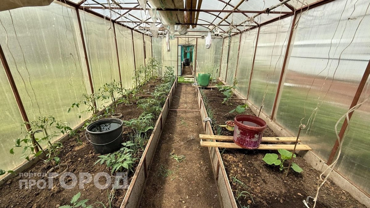 Новые правила для теплиц с 1 мая: проверьте свой участок прямо сейчас, чтобы избежать крупных штрафов