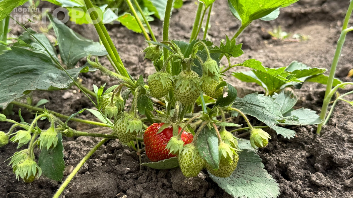 3 горсти — и грядки ломятся от ягод: секрет урожайной земляники, который скрывают дачники