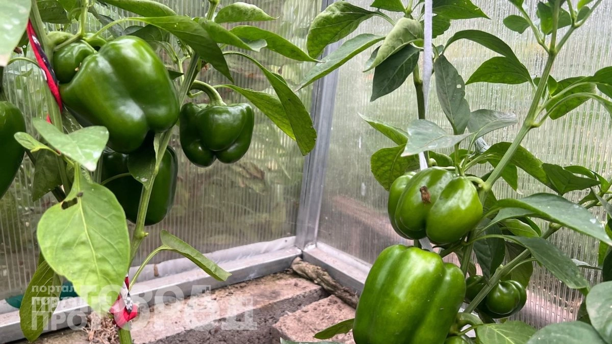 Забудьте про изнурительную прополку: этот немецкий способ посадки перца удваивает сбор плодов за сезон