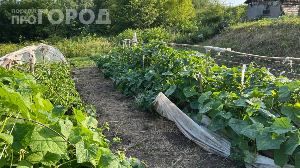 Деревянные грядки устарели: почему всё больше дачников выбирают ДПК — служит годами и не гниет 