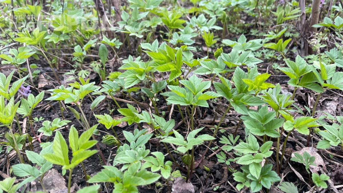 Ахиллесова пята сныти: раскрываем слабое место сорняка, о котором не знают дачники — уходит раз и навсегда