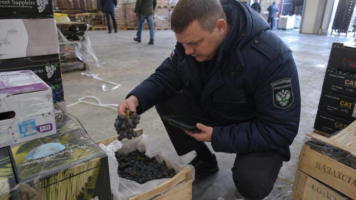 Импорт винограда на Кубань вырос на 7,6%: лидирует Индия