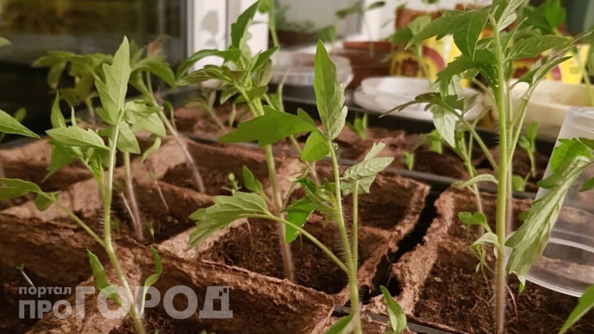 Томаты вытянулись в жирафов: есть способ превратить их в чемпионов урожая за 2 недели