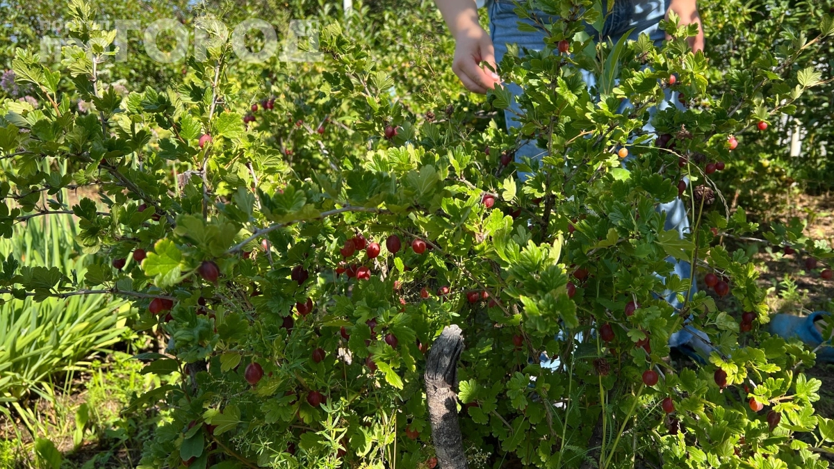 Эту ягоду не садите даже за деньги: забудьте про эти сорта — не дадут урожая, а только нервы и траты