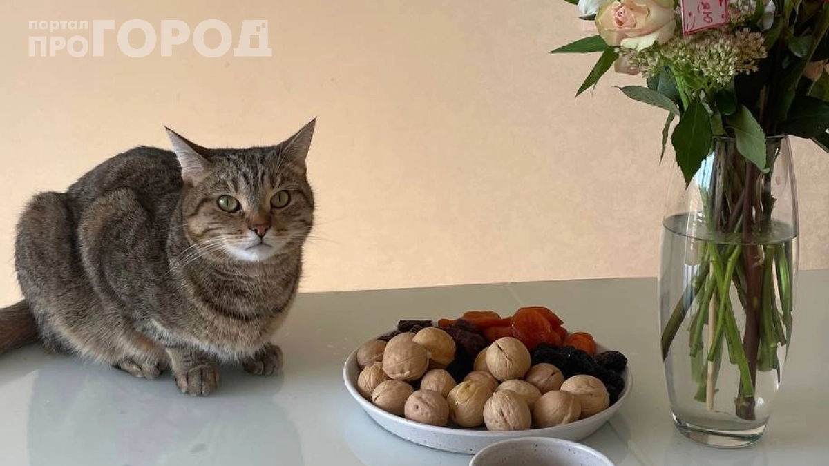 Заморозьте одежду перед стиркой: как пережить линьку кота и не сойти с ума — убираем шерсть без дорогих средств