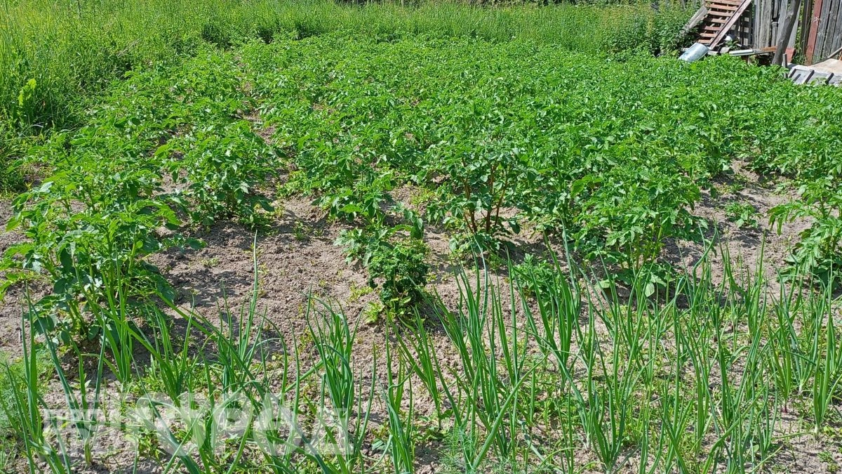 Весь май добавляю в воду этот копеечный аптечный препарат: чеснок зеленеет на глазах и головки растут как на дрожжах