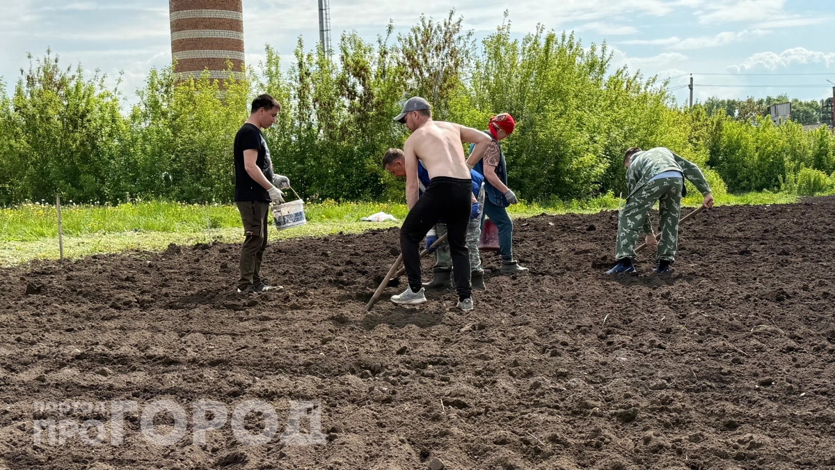 Без неё опытные дачники картошку не сажают: 1 горсть заменяет все магазинные удобрения
