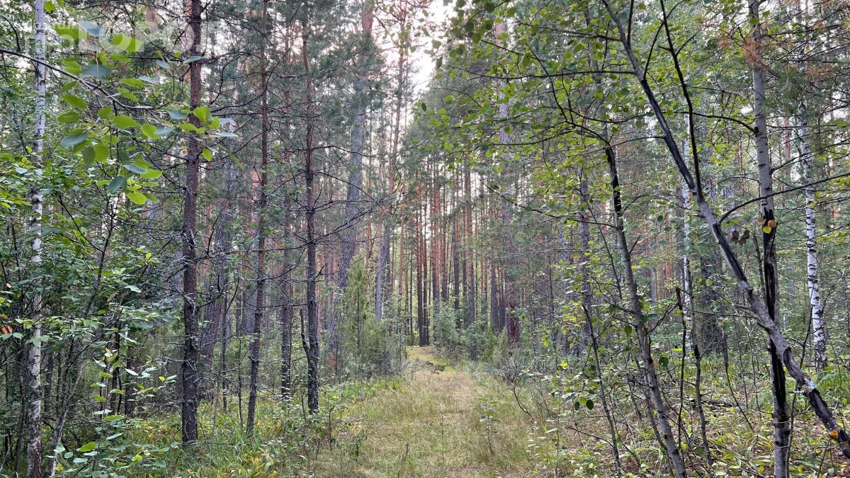 Одиноким в лес нельзя, деньги в долг не давать: 5 строгих запретов Лукова дня — иначе жди беды