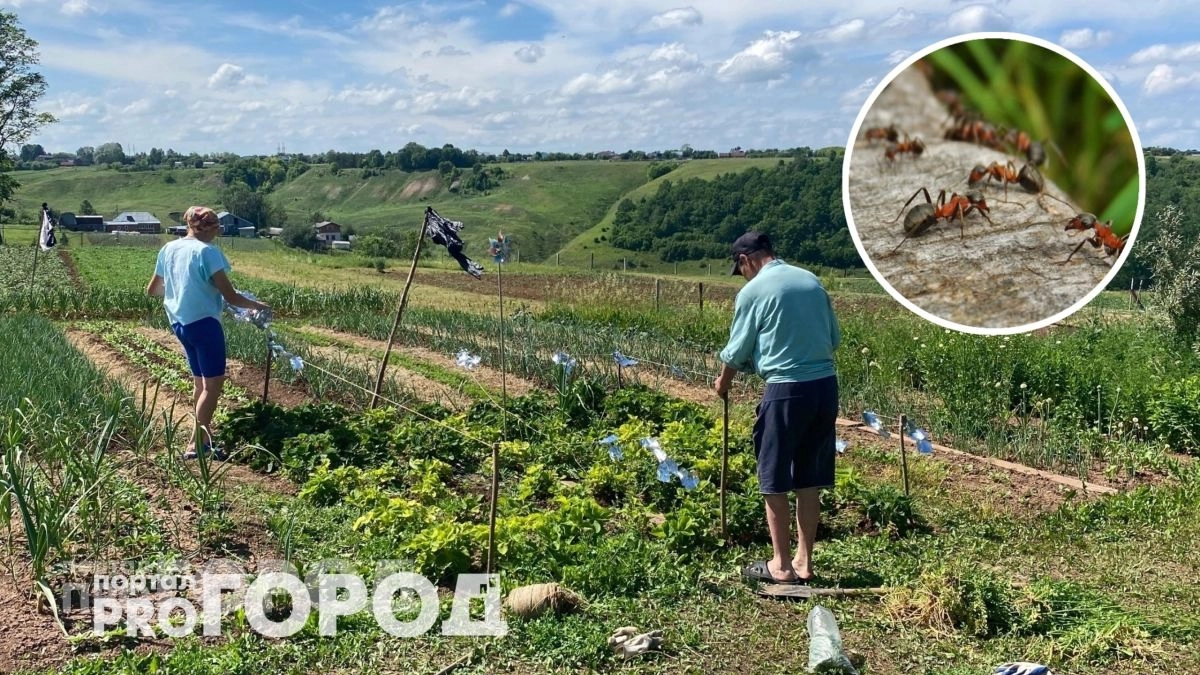 Забудьте про дорогую химию: достаточно одной капли этого средства чтобы муравьи ушли с участка навсегда