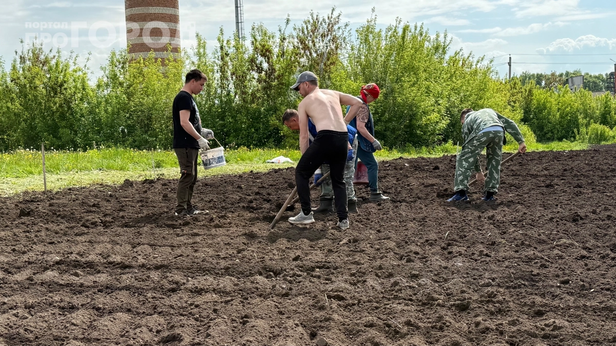 Картофель с кулак с каждого куста: разрезаю ее перед посадкой — урожай вырос в 3 раза