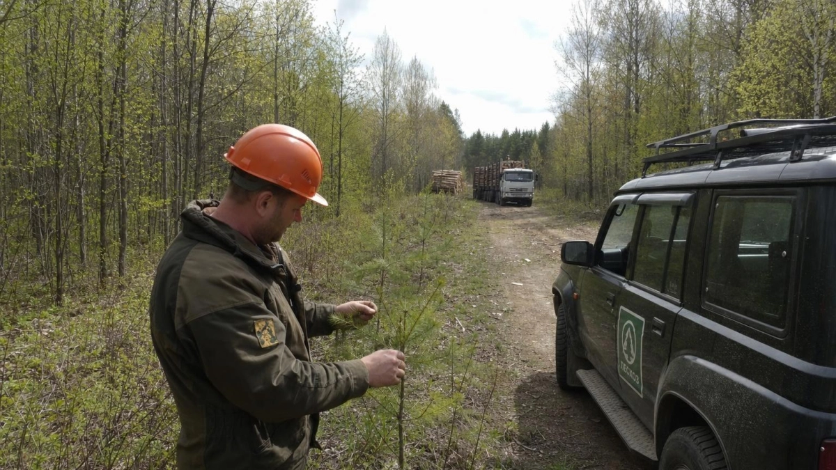 Рейд «Лес» на Кубани: 14 дел, 400 туй и ущерб на 30 млн рублей