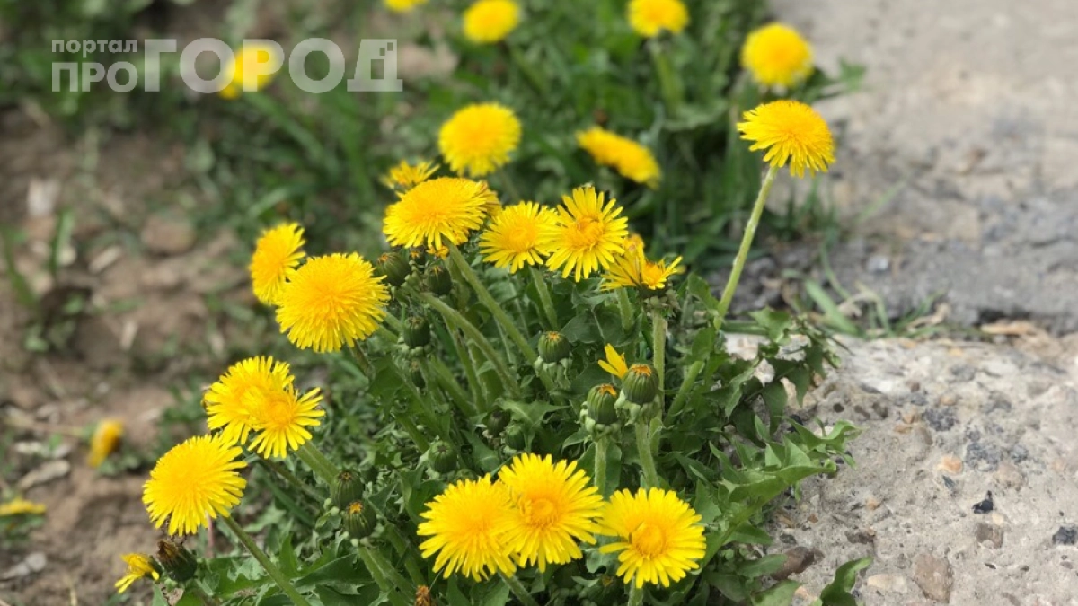Крапива и одуванчики — не сорняки, а помощники: почему я перестала их выдёргивать