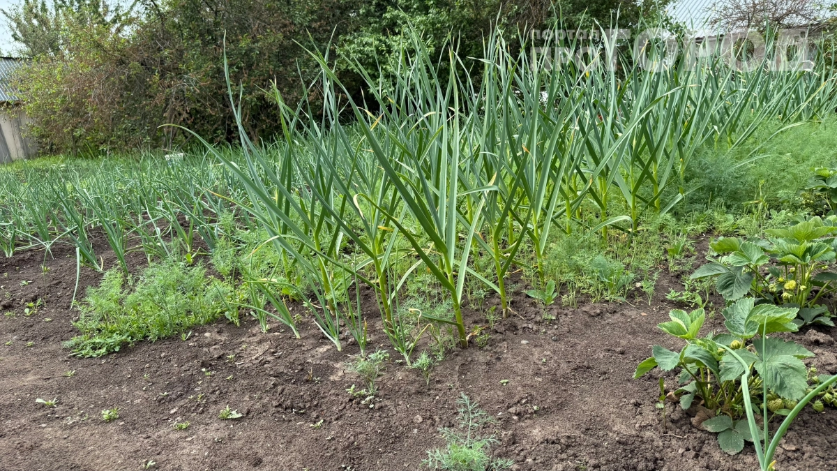 Лью это на грядку — зелень стоит щёткой уже в мае: 3 способа сделать петрушку и укроп густыми и ароматными