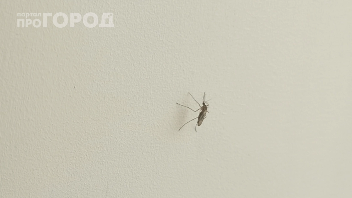 Комары в панике: учёные нашли продукт, который их по‑настоящему пугает — он есть в каждом доме